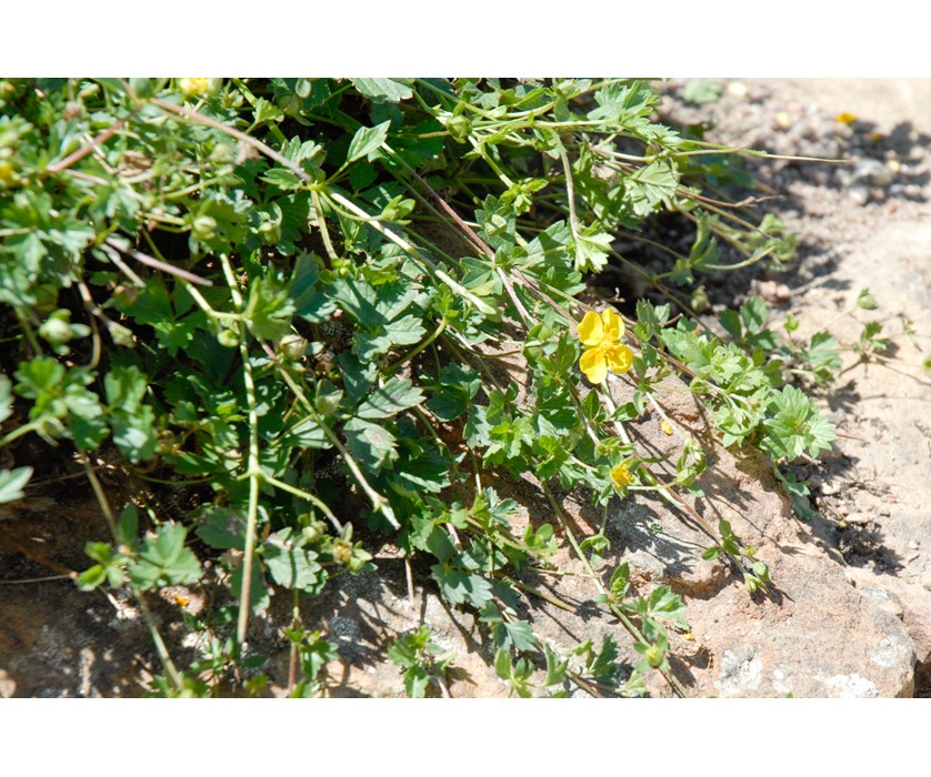 Creeping Cinquefoil